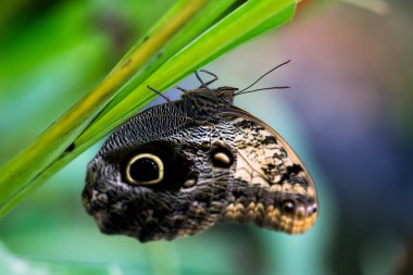 Yavaş tropikal yaşam