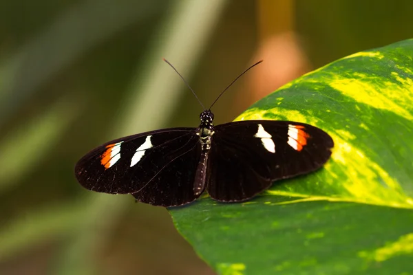 Passion tropical butterfly — Stock Photo, Image