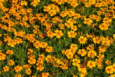 Yaz bahçesindeki sarı Tagetes çiçeklerinin manzarası. Canlı doğanın fotoğrafçılığı.