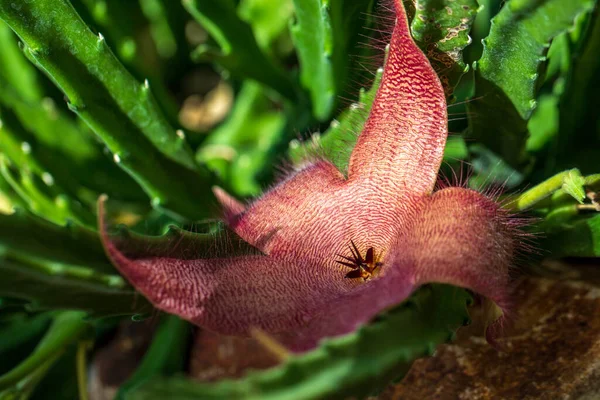 Çiçek açan sulu stapelia devasal çay bitkisinin yakın çekimi. Canlı doğanın fotoğrafçılığı.