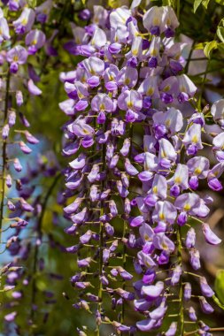 Wisteria Frutescens 'in Amerikan mavi yağmur çiçekleri manzarası. Canlı doğa ve vahşi yaşamın fotoğrafçılığı.