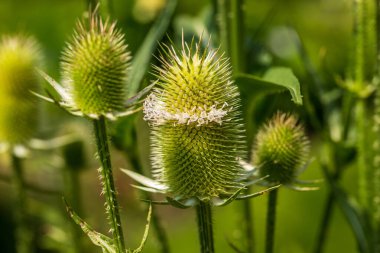 Dipsacus fullonum Wild Teasel 'in yaz tarlasında görüntüsü. Canlı doğanın fotoğrafçılığı.