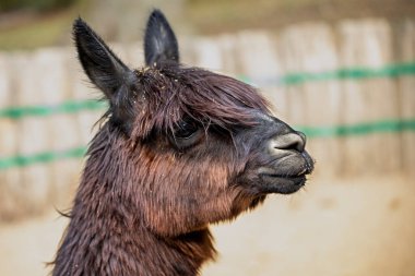 Güney Amerika kamelyasının evcilleştirilmiş Alpaca (Vicugna pacos) türünün kafa ve boyun manzarası. Doğanın ve vahşi yaşamın fotoğrafçılığı.