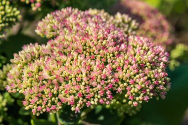 Yaz zamanı bahçesindeki yeşil arka planda çiçek portresi. Canlı doğanın fotoğrafçılığı.