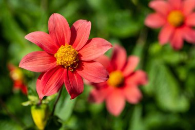 Yaz mevsimi bahçesinde katır renginde narin paskalya çiçeğinin yakın çekimi. Canlı doğanın fotoğrafçılığı.