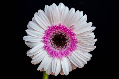 Siyah arka planda pastel Gerbera papatya çiçeğinin portresi. Canlı doğa ve vahşi yaşamın fotoğrafçılığı.