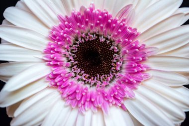 Siyah arka planda pastel Gerbera papatya çiçeğinin portresi. Canlı doğa ve vahşi yaşamın fotoğrafçılığı.