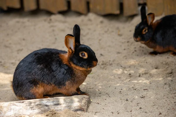 Siyah kahverengi cüce tavşanın tüm vücudu. Doğanın ve vahşi yaşamın fotoğrafçılığı.