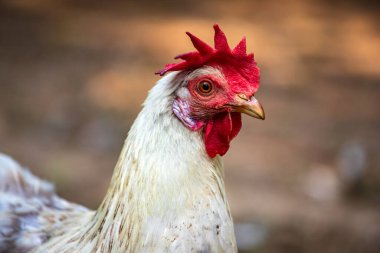 Çiftlikteki beyaz bej tavuğun portresi. Doğanın ve vahşi yaşamın fotoğrafçılığı.