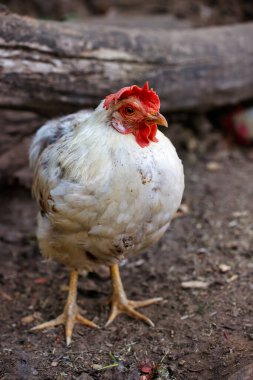 Çiftlikteki tüm beyaz-gri tavuk vücudu. Kırsal kesimin canlı doğası