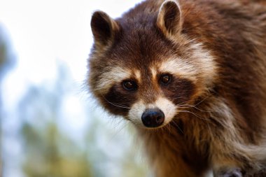 Sıradan bir kadın rakunun portresi. Doğanın ve vahşi yaşamın fotoğrafçılığı.