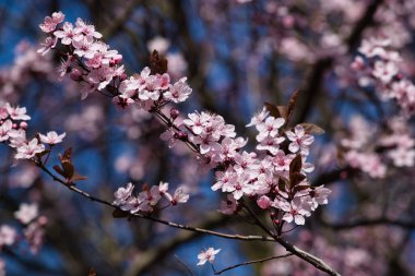 Bahar bahçesindeki pembe kiraz ağacında çiçek açan güzel bir manzara. Canlı doğanın fotoğrafçılığı.