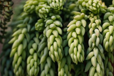 Sedum morganianum, eşek kuyruğu ya da eşek kuyruğu, sulu bitki. Doğanın makro fotoğrafları.