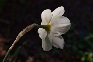 Bahar otlağındaki beyaz narsisli çiçeklerin arkası. Canlı doğaya yakın çekim.