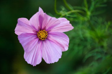 Yaz bahçesindeki pembe Meksika paskalya çiçeğinin yakın çekimi. Cosmos bipinnatus 'un Macro' su.