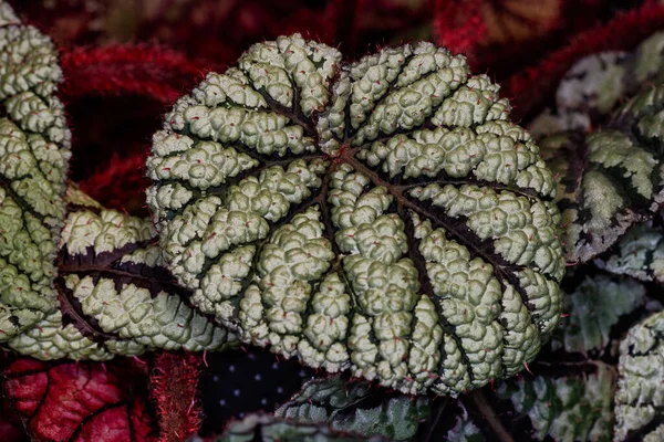 Gros Plan Plante Royale Bégonia Rex Verte Rouge Noire Macro Images De Stock Libres De Droits