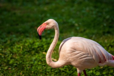 Çayırdaki erkek flamingo kuşunun tüm vücudu. Canlı doğa ve vahşi yaşamın fotoğrafçılığı.