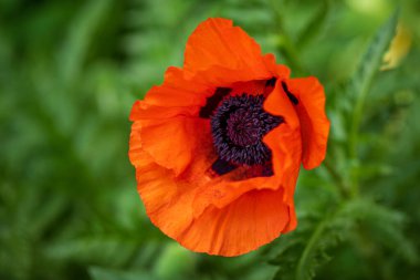 Yaz otlağında papaver rhoeas çiçeğinin yakın çekimi. Canlı doğanın makro fotoğrafları..