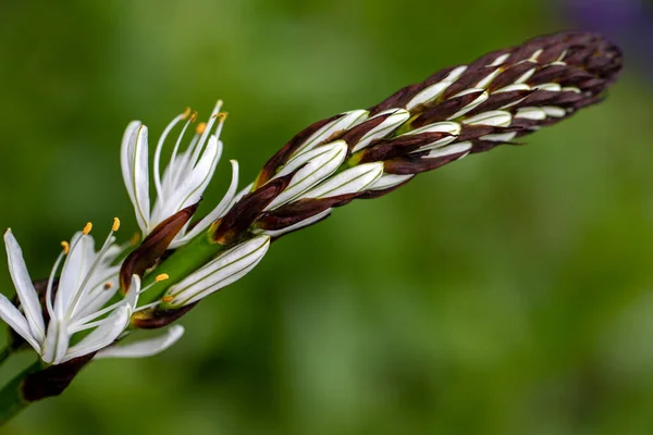 Porträtt Blommande Asphodelus Albus Vanligt Namn Vit Asphodel Växt Vårträdgården — Stockfoto