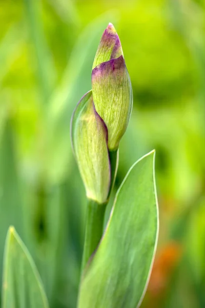 Närbild Vidskepelse Iris Barbata Elatior Blomma Den Gröna Bakgrunden Vårträdgården — Stockfoto