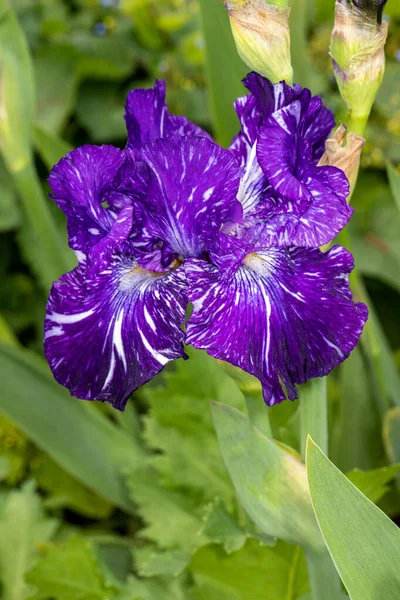 Primer Plano Lila Blanco Iris Germanica Flor Jardín Primavera Macro — Foto de Stock