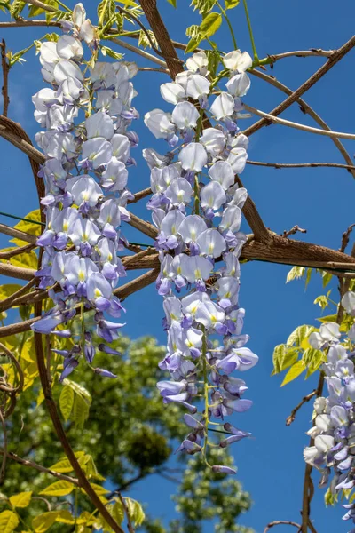 青い夢の景色日本の藤の花の木 自然のマクロ写真 — ストック写真