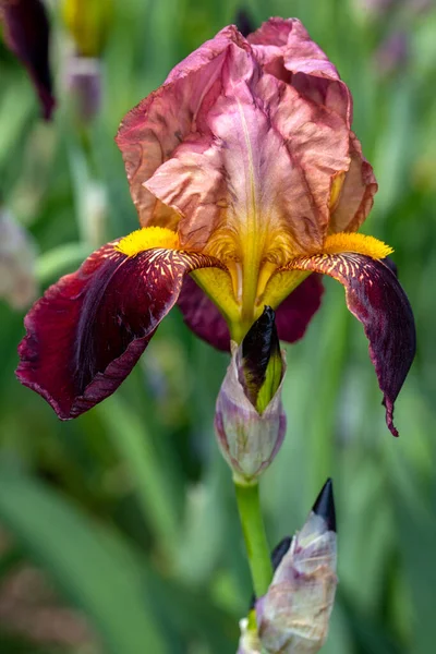 春の庭で紫黄色の虹彩の露骨な花のクローズアップ 生き生きとした自然のマクロ写真 — ストック写真