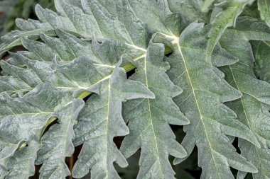 Bahar bahçesindeki büyük yeşil yaprağın yakın çekimi. Doğanın makro fotoğrafları.