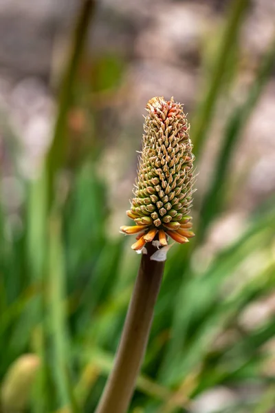 Bıçak Uvaria Asphodelaceae Familyasına Ait Bir Bitki Türüdür Ayrıca Tritomea — Stok fotoğraf