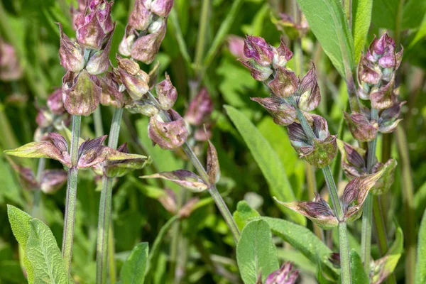 Salvia Officinalis Ravvicinata Nel Giardino Primaverile Macro Fotografia Natura Vivace — Foto Stock