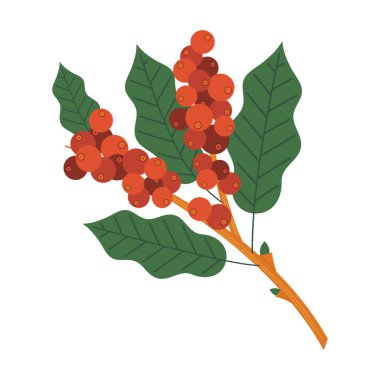 Kahveli Organik Kahve Fasulyeleri Beyaz Arkaplanda İzole Edildi