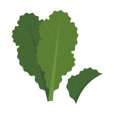 Doğal Organik Sebze Kale, Sağlıklı Vektör Yeşil Gıda