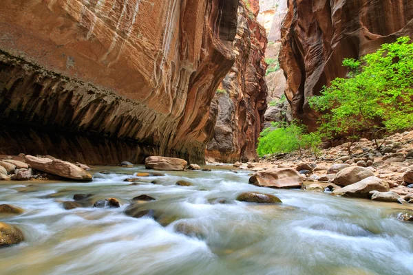 Der Verengte Pfad Zion Nationalpark Utah Wasser Fließt Auf Dem — Stockfoto