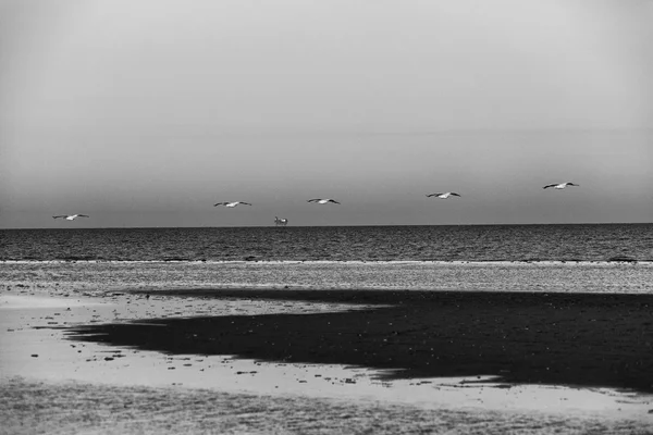 Oil Rig in the background as pelicans fly in the foreground