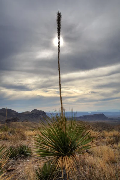 Cactus árbol del sol — Foto de Stock