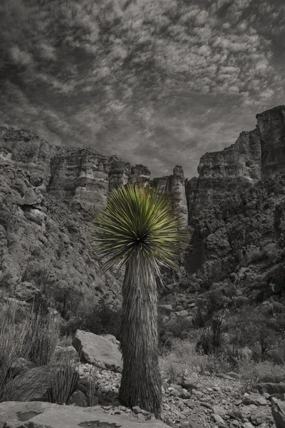 Grüner Kaktus stacheliger Baum schwarz und weiß — Stockfoto