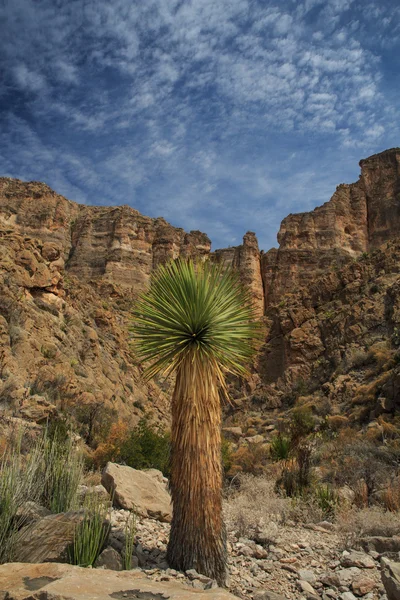 Cactus II Montañas de árboles espinosos — Foto de Stock