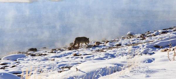 Coyote sur le lac II — Photo