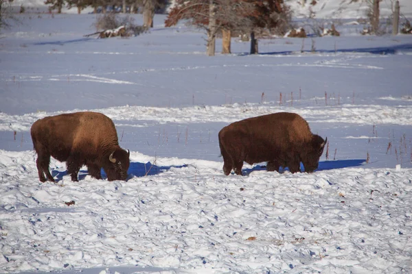 Invierno Bisonte Nieve en Yellowstone — Foto de Stock