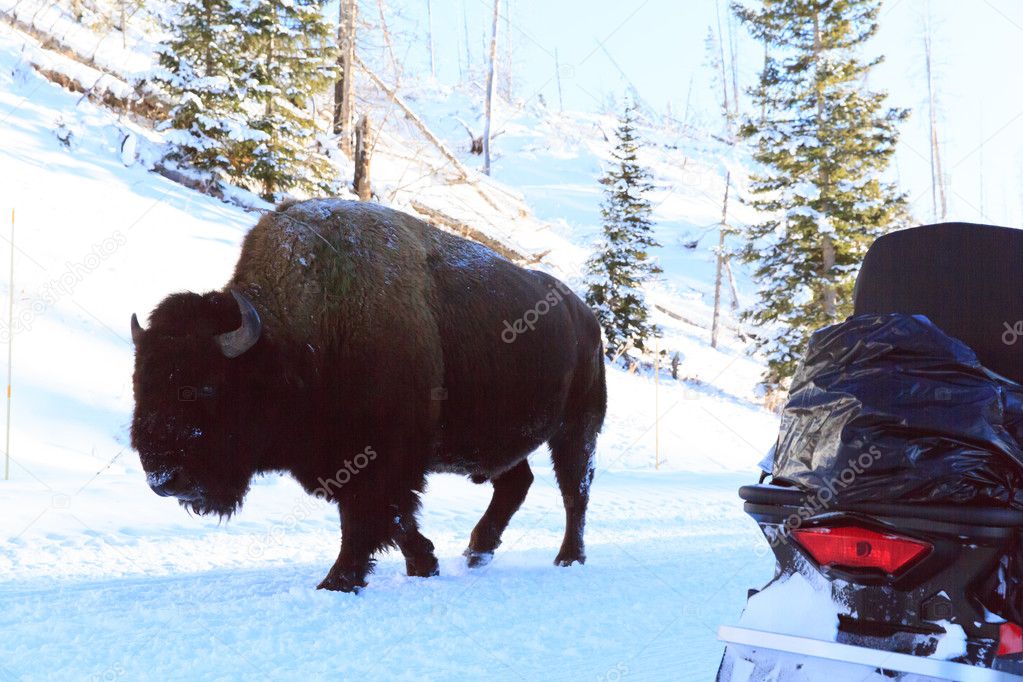 Buffalo roaming Yellowstone Winter