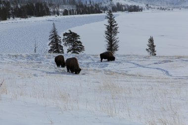 Kışın otlatma bizon