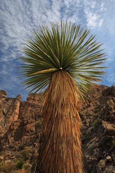 Zielony Kaktus Iii w Big Bend — Zdjęcie stockowe