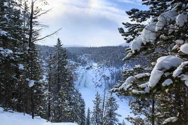 Montones de nieve en las ramas de los árboles — Foto de Stock