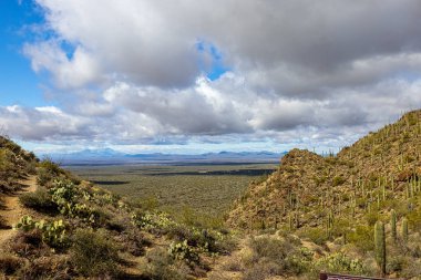 Desert Museum of Tucson, Arizona photos of Cacti and flowers and hummmingbirds