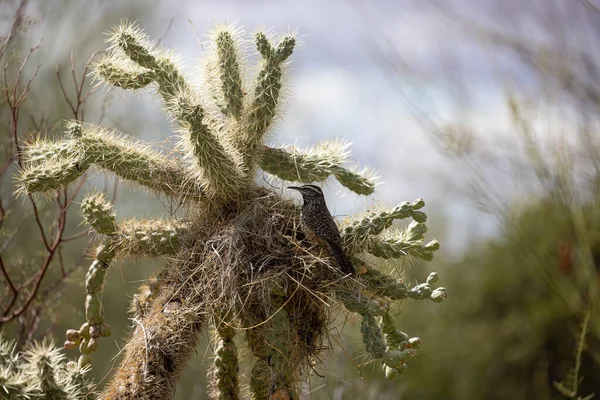 Pustynia Tucson Arizona Zdjęcia Kaktusów Kwiaty Kolibry — Zdjęcie stockowe