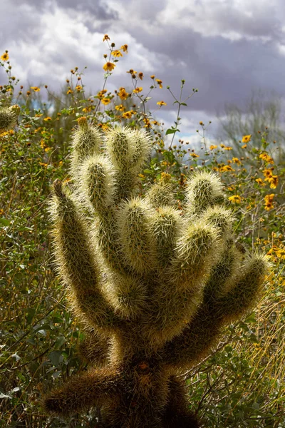 Desert Museum Tucson Arizona Photos Cacti Flowers Hummingbirds — стокове фото