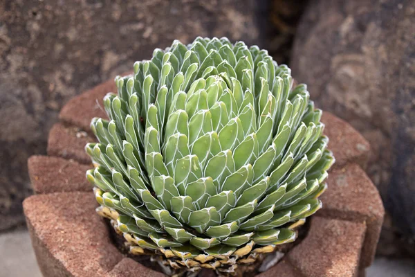 Desert Museum Tucson Arizona Photos Cacti Flowers Hummmingbirds — Fotografia de Stock