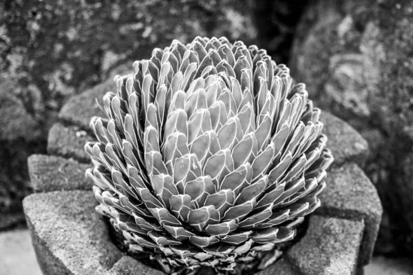 Desert Museum Tucson Arizona Photos Cacti Flowers Hummingbirds — стокове фото