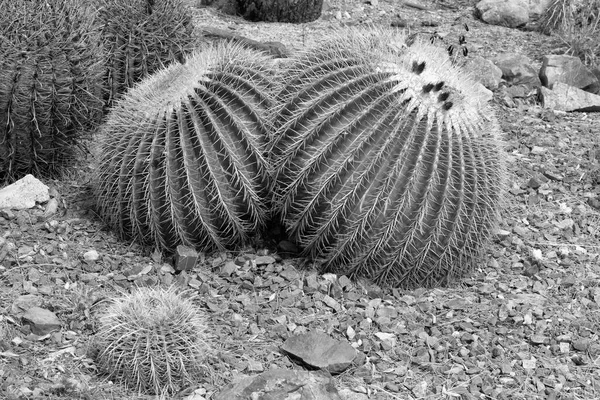 Museo Del Desierto Tucson Arizona Fotos Cactus Flores Colibríes —  Fotos de Stock