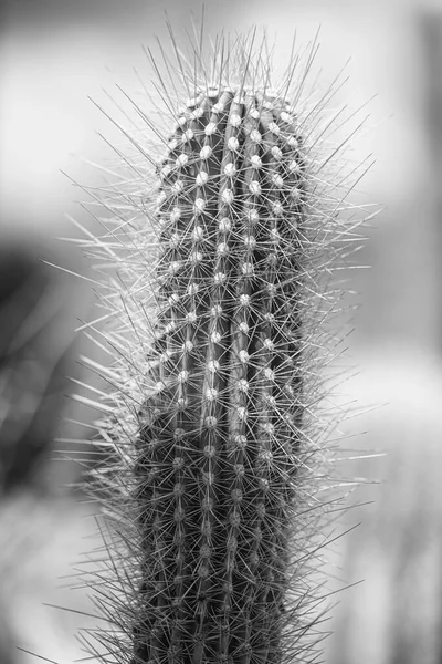 Desert Museum Tucson Arizona Photos Cacti Flower Hummmingbirds — 스톡 사진